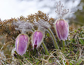 Spring pasqueflower (Pulsatilla vernalis) also called arctic violet, lady of the snows growing in the high mountains of the Engadin in the Samnaun mountains. Europe, Switzerland, Lower Engadine, Alp Laret, spring