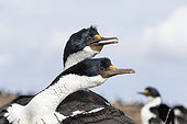 Imperial Shag also called King Shag, blue-eyed Shag, blue-eyed Cormorant (Phalacrocorax atriceps or Leucarbo atriceps) in a huge rookery. South America, Falkland Islands, January