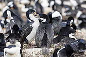 Imperial Shag also called King Shag, blue-eyed Shag, blue-eyed Cormorant (Phalacrocorax atriceps or Leucarbo atriceps) in a huge rookery. South America, Falkland Islands, January