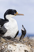 Imperial Shag also called King Shag, blue-eyed Shag, blue-eyed Cormorant (Phalacrocorax atriceps or Leucarbo atriceps) in a huge rookery. Adult with chick in nest. South America, Falkland Islands, January