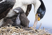 Imperial Shag also called King Shag, blue-eyed Shag, blue-eyed Cormorant (Phalacrocorax atriceps or Leucarbo atriceps) in a huge rookery. Adult with chick in nest. South America, Falkland Islands, January