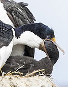 Imperial Shag also called King Shag, blue-eyed Shag, blue-eyed Cormorant (Phalacrocorax atriceps or Leucarbo atriceps) in a huge rookery. Adult feeding chick in nest. South America, Falkland Islands, January