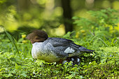 Goosander (Mergus merganser) also called common merganser with chicks. Europe, central europe, germany, bavaria, munich, nymphenburger Park, May