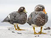 Falkland flightless steamer duck (Tachyeres brachypterus), a flightless duck endemic to the Falkland Islands. Male shows an orange, female a greenish beak. South America, Falkland Islands, January