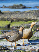 Ruddy-headed Goose (Chloephaga rubidiceps) in tidal area of Carcass Island. South America, Falkland Islands, October