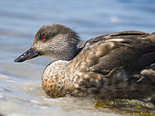 Crested Duck (Lophonetta specularioides). South America, Falkland Islands, October