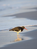 Magellanic Oystercatcher (Haematopus leucopodus) , Falkland Islands, Sea Lion Island