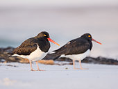 Magellanic Oystercatcher (Haematopus leucopodus) , Falkland Islands, Sea Lion Island