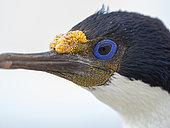Imperial Shag also called King Shag, blue-eyed Shag, blue-eyed Cormorant (Phalacrocorax atriceps or Leucarbo atriceps). South America, Falkland Islands, January