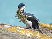 Gathering of nesting material. Imperial Shag also called King Shag, blue-eyed Shag, blue-eyed Cormorant (Phalacrocorax atriceps or Leucarbo atriceps). South America, Falkland Islands, January