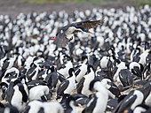 Landing in a huge colony. Imperial Shag also called King Shag, blue-eyed Shag, blue-eyed Cormorant (Phalacrocorax atriceps or Leucarbo atriceps). South America, Falkland Islands, January