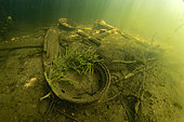 Freshwater sponge (Spongilla lacustris) on a car rim at the bottom of the river Cher, Couffy, Loir-et-Cher, France
