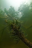 Freshwater sponge (Spongilla lacustris) on dead tree of the Cher river, city of Couffy, Loir-et-Cher, France