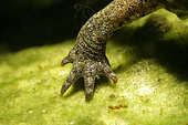 Palmate newt (Lissotriton helveticus) back leg, city of Couffy, Loir et Cher, France