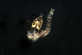 Predation of a Chaoboridae larva by a Predaceous diving beetle, Couffy, Loir et Cher, France