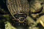 Lesser Diving Beetle (Acilius sulcatus) female at the bottom of a pond, Couffy, Loir et Cher, France
