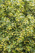 American Linden, Tilia americana, flowers