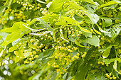 Caucasian Linden, Tilia caucasica 'Nova', flowers