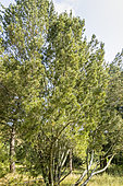 Lacebark Pine, Pinus bungeana