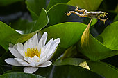 Green frog jumping from a white water lily in bloom, Jean-Marie Pelt Botanical Garden, Nancy, Lorraine, France