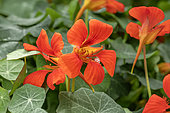 Common Nasturtium (Tropaeolum majus)