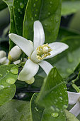 Orange (Citrus sinensis) tree flower