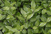 Pittosporum tenuifolium 'Beach Ball'