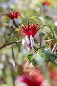 Feijoa (Acca sellowiana) flowers