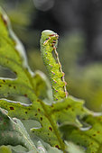 Great Prominent Moth (Peridea anceps) caterpillar feeding on Oak (Quercus sp.) leaf, Gard, France