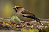Hawfinch (Coccothraustes coccothraustes) on ground, Yvelines, France
