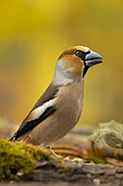 Hawfinch (Coccothraustes coccothraustes) on ground, Yvelines, France