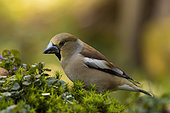 Hawfinch (Coccothraustes coccothraustes) on ground, Yvelines, France