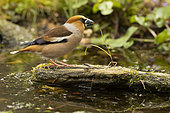 Hawfinch (Coccothraustes coccothraustes) on the edge of a pond, Yvelines, France
