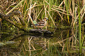 Hawfinch (Coccothraustes coccothraustes) on the edge of a pond, Yvelines, France