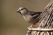 Hawfinch (Coccothraustes coccothraustes) on a feeder, Yvelines, France