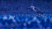Grey Heron (Ardea cinerea) on the edge of a pond at dawn, Loir-et-Cher, Sologne, France