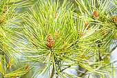 Lacebark Pine, Pinus bungeana, needle
