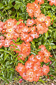 Rose Decorosier® Isalia® 'Noat1804', flowers