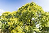 Golden rain tree, Koelreuteria paniculata in bloom