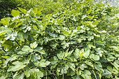 Common Fig, Ficus carica, foliage