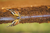 African Golden breasted Bunting drinking in waterhole in Kruger National park, South Africa ; Specie Fringillaria flaviventris family of Emberizidae