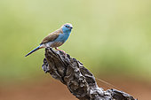 Blue-breasted Cordonbleu in Kruger National park, South Africa ; Specie Uraeginthus angolensis family of Estrildidae