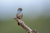 Blue-breasted Cordonbleu standing on a branch isolated in natural background in Kruger National park, South Africa ; Specie Uraeginthus angolensis family of Estrildidae