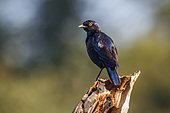 Cape Glossy Starling standing on a log isolated in natural background in Kruger National park, South Africa ; Specie Lamprotornis nitens family of Sturnidae