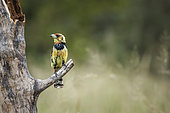 Crested Barbet standing on a branch isolated in natural background in Kruger National park, South Africa ; Specie Trachyphonus vaillantii family of Ramphastidae