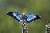 Lilac breasted roller landing on a branch spread wings in Kruger National park, South Africa ; Specie Coracias caudatus family of Coraciidae
