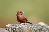 Red-billed Firefinch male standing on a rock in Kruger National park, South Africa ; Specie family Lagonosticta senegala of Estrildidae