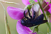 Carpenter Bees ( Xylocopa violacea) under a flower, Gironde, Nouvelle-Aquitaine, France