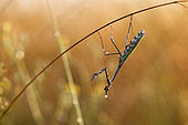 Cone head mantis (Empusa pennata), Female Cone head mantis in the tall grass an begninning morning after a thunderstorm night, Gironde, Nouvelle-Aquitaine, France.