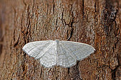 Silky wave (Idaea dilutaria) on wood, top view, Gers, France.